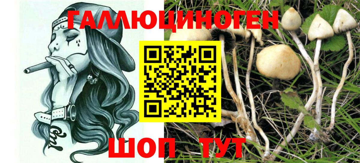 Будённовск  Псилоцибиновые грибы мицелий  Вход с VPN 