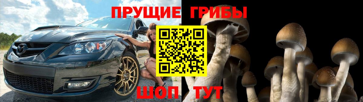 Галлюциногенные грибы Psilocybine cubensis Будённовск